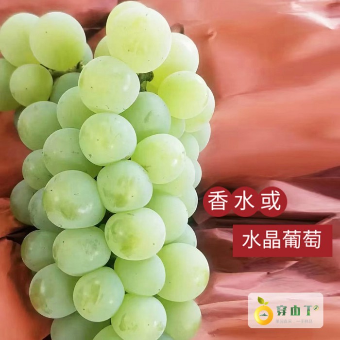云南香水葡萄_云南早熟水晶葡萄