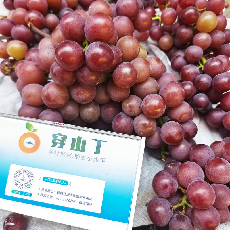藤稔葡萄_ 乒乓球葡萄小图
