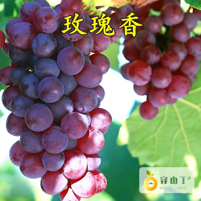 玫瑰香葡萄