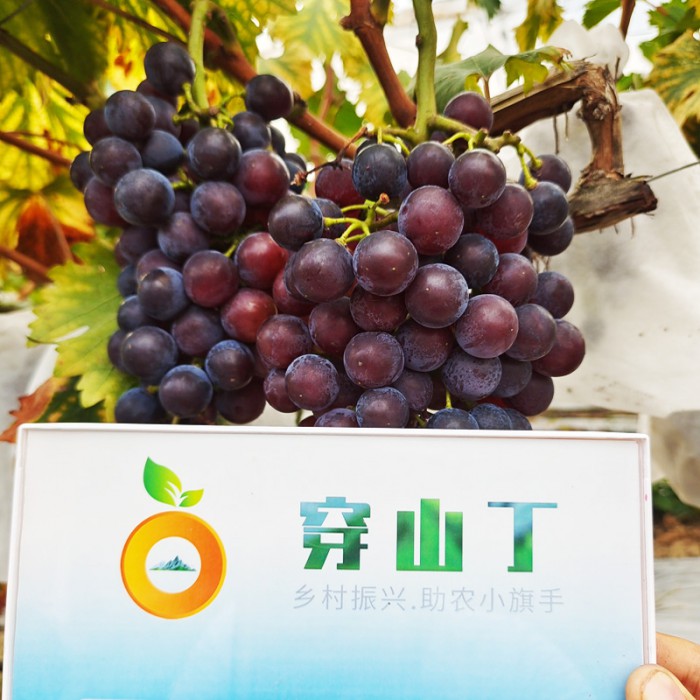 蜜光葡萄