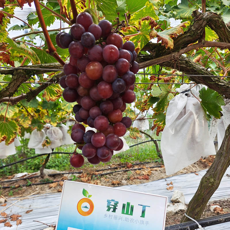800蜜光提子3