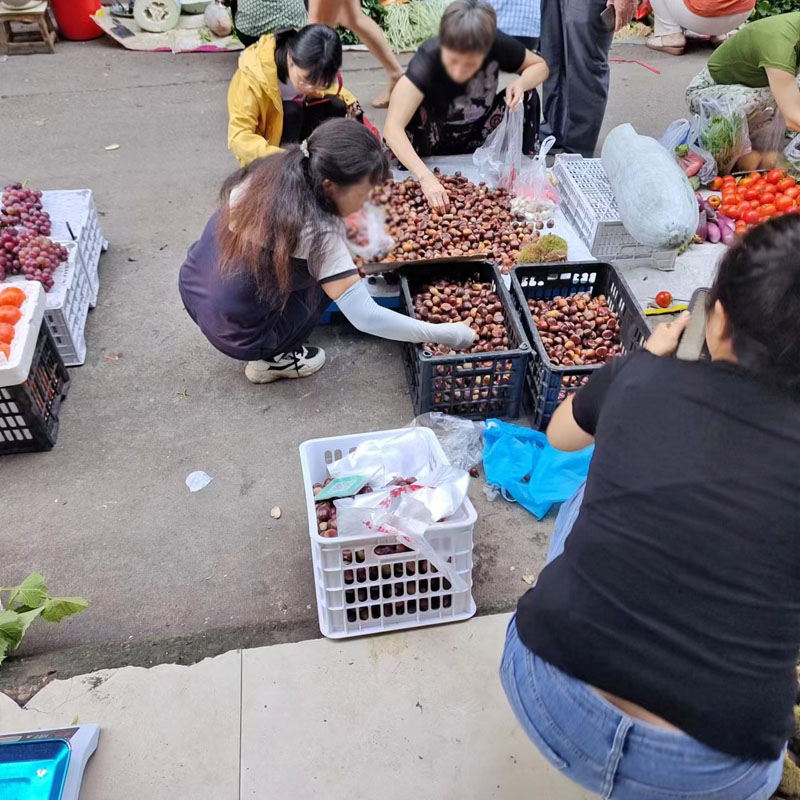 800板栗-4