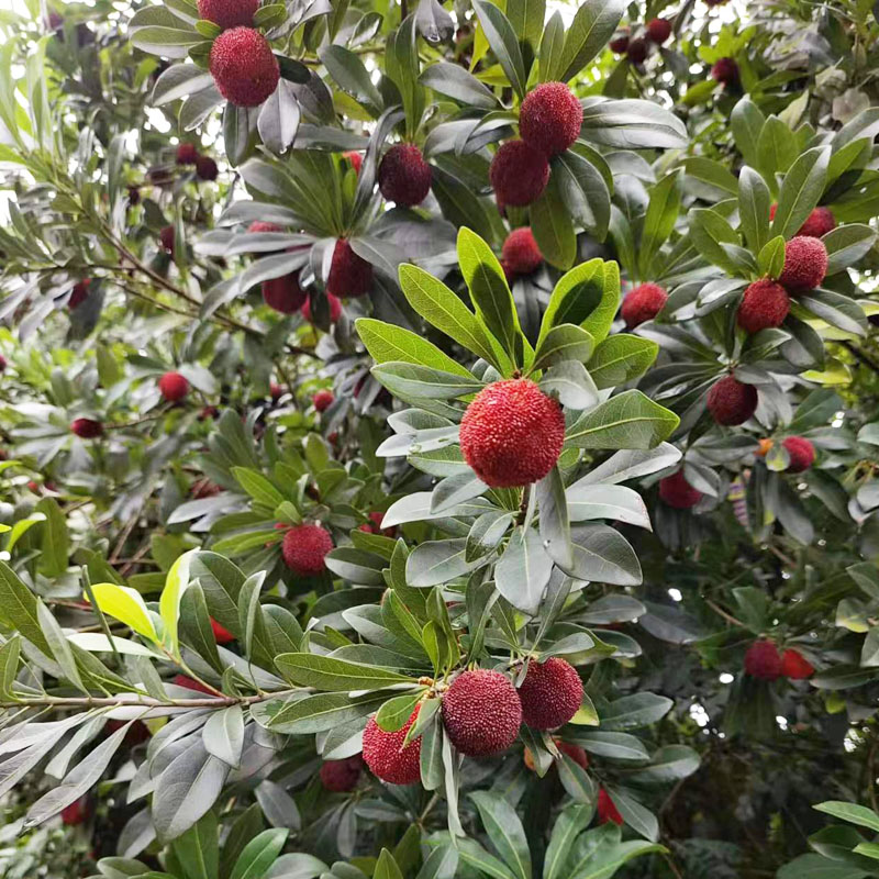 浙江小杨梅_靖州荸荠杨梅