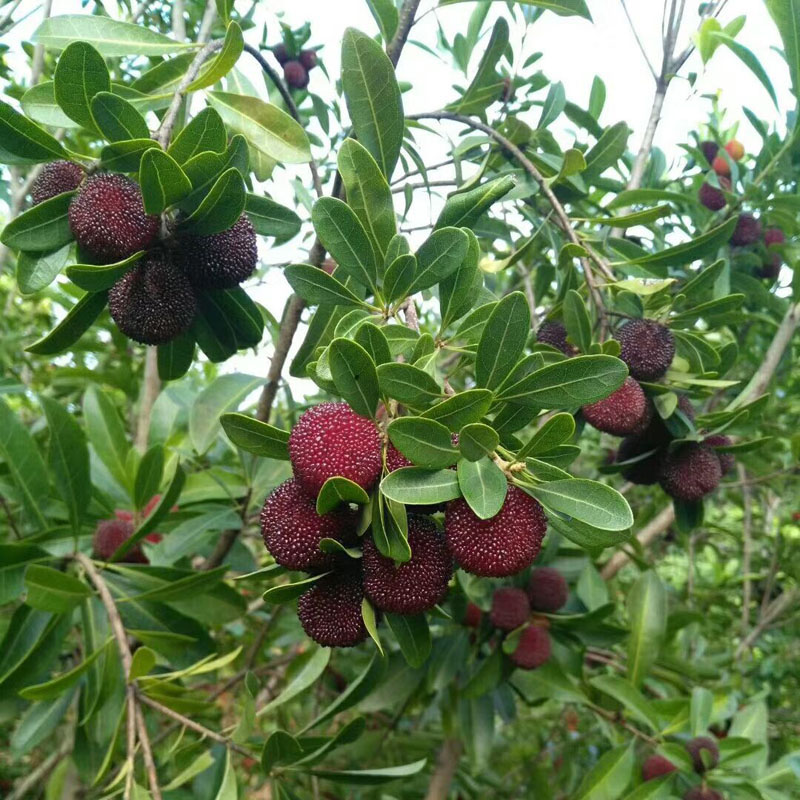 浙江小杨梅_靖州荸荠杨梅