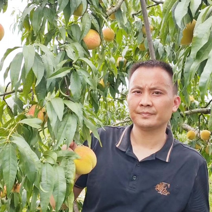 怀化麻阳锦绣黄桃