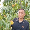 怀化麻阳锦绣黄桃