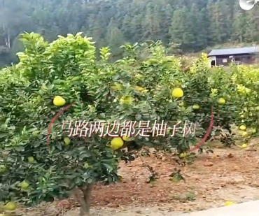 怀化安江正宗冰糖柚_雪峰冰糖柚_黔阳冰糖柚采摘