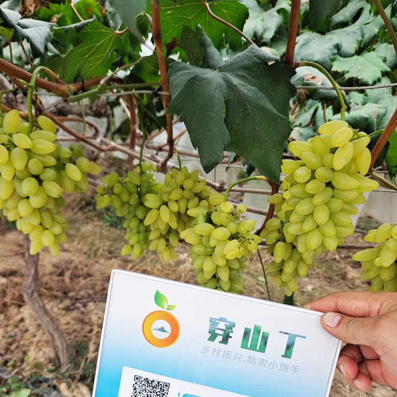 800金手指33