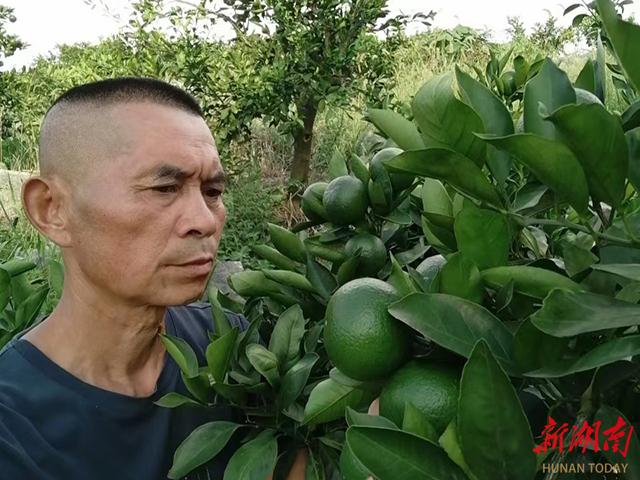 麻阳黄桃