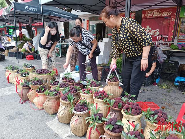 怀化靖州杨梅
