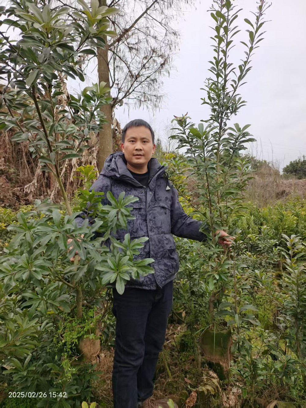 怀化靖州杨梅苗木_东魁杨梅树苗_杨梅果苗嫁接苗木基地小图