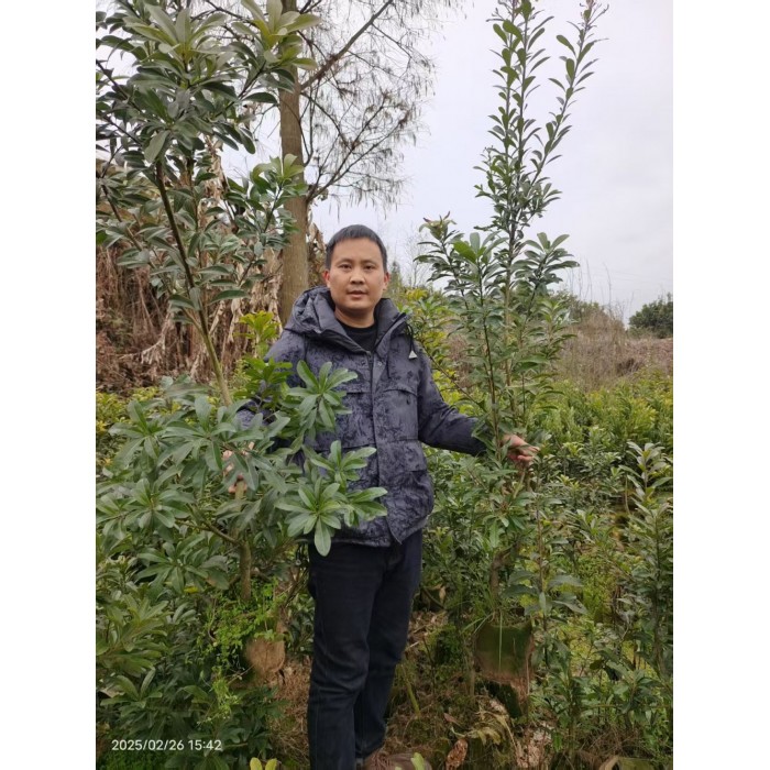 怀化靖州杨梅苗木_东魁杨梅树苗_杨梅果苗嫁接苗木基地