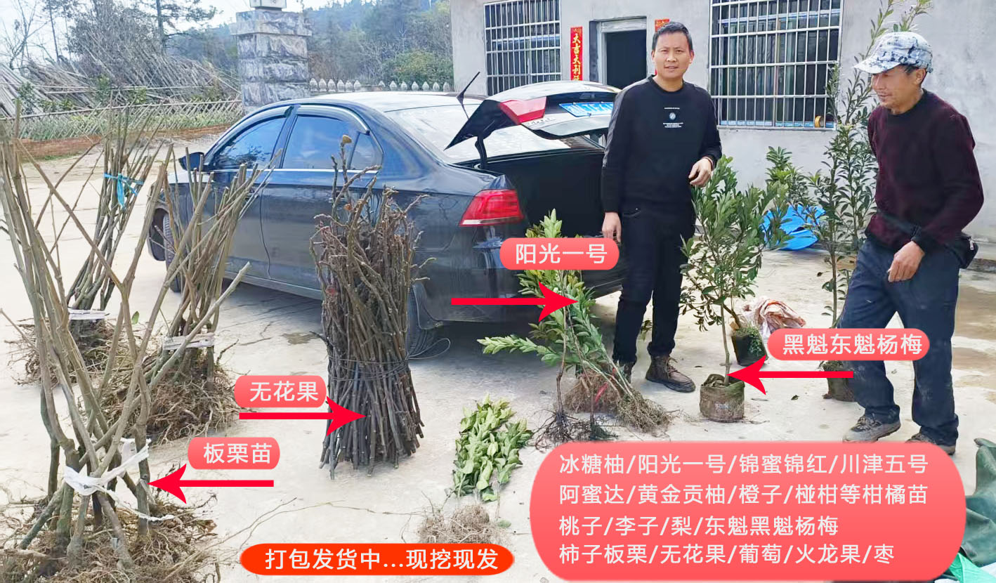 怀化柑橘苗木 