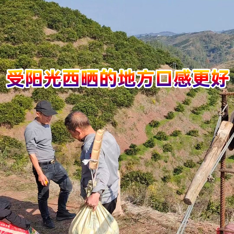 怀化麻阳冰糖橙_正宗湖南麻阳高山顶阳光充足当西晒新鲜冰糖柑小图