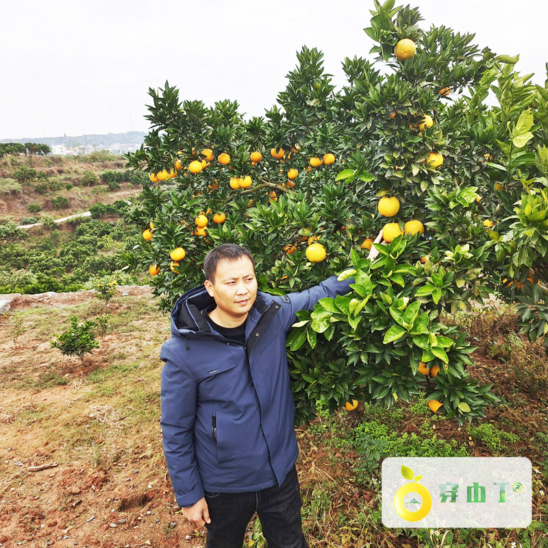 湖南怀化麻阳锦蜜冰糖橙_锦蜜冰糖橙多少钱一斤？小图