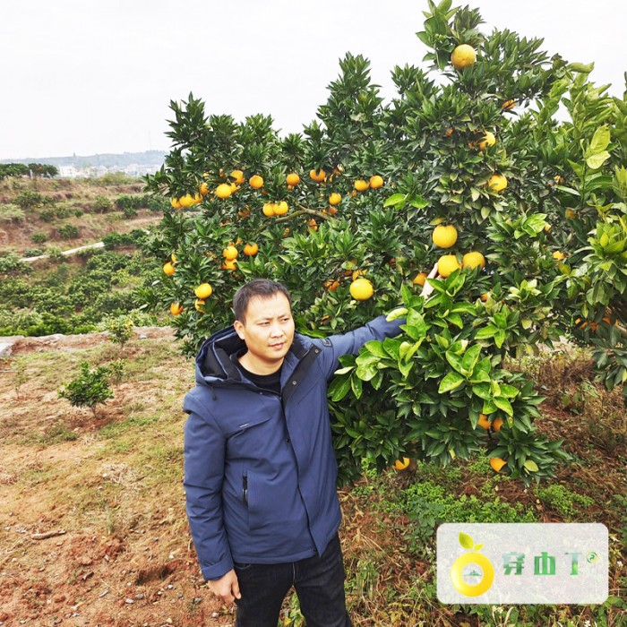 湖南怀化麻阳锦蜜冰糖橙_锦蜜冰糖橙多少钱一斤？