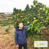 湖南怀化麻阳锦蜜冰糖橙_锦蜜冰糖橙多少钱一斤？