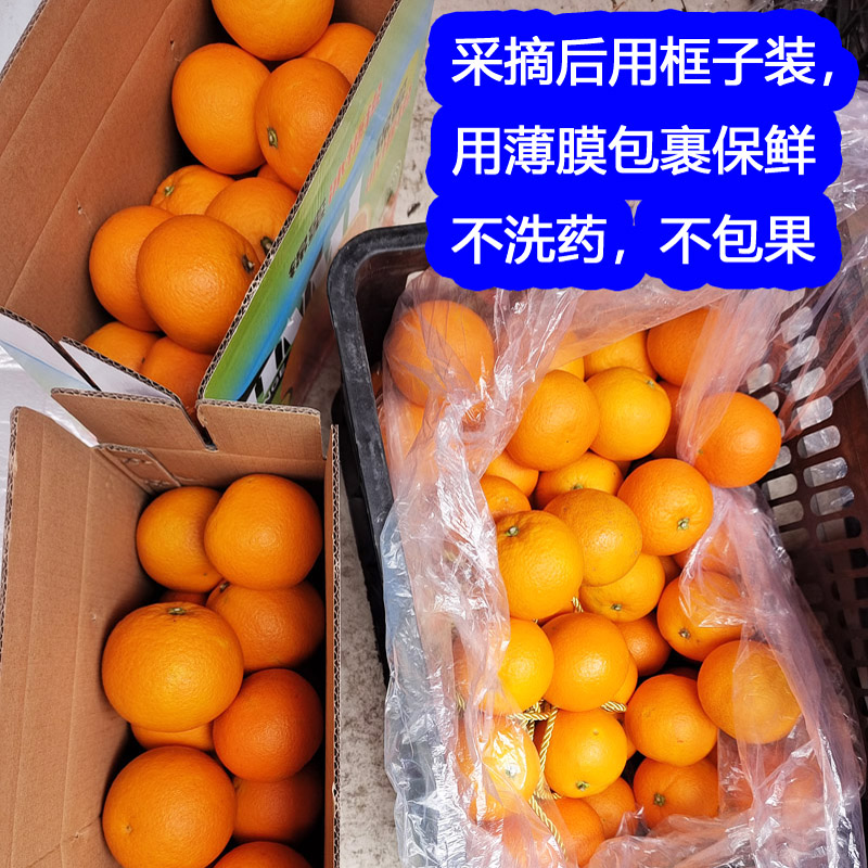湖南怀化麻阳锦蜜冰糖橙_锦蜜冰糖橙多少钱一斤？小图