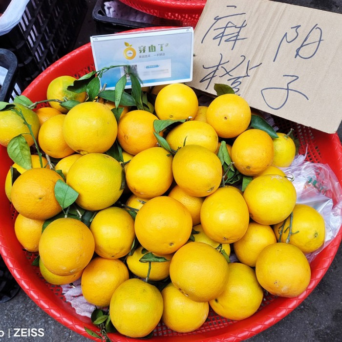 麻阳高山纽荷尔脐橙_怀化脐橙新鲜采摘