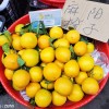 麻阳高山纽荷尔脐橙_怀化脐橙新鲜采摘