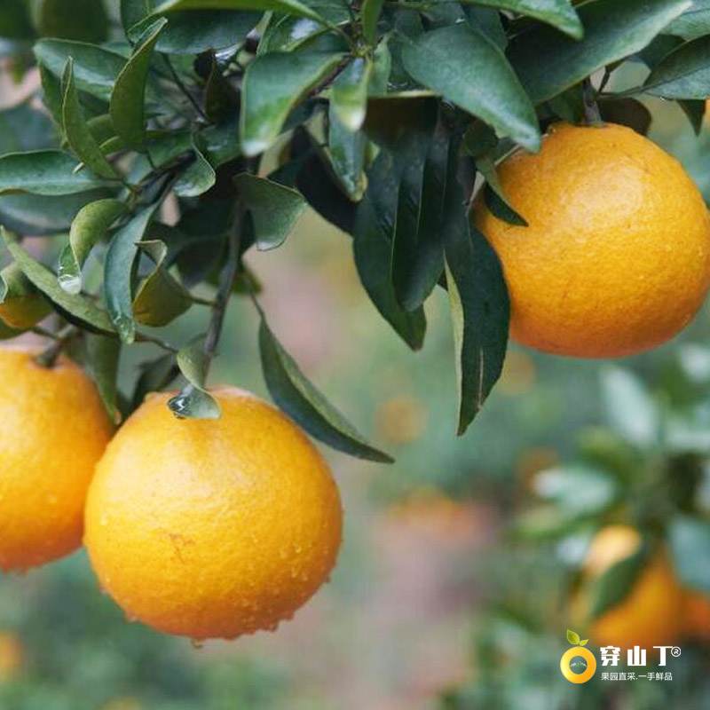 湖南怀化洪江岩垅阳光一号桔柚_怀化香甜柚子不上火皮薄爆汁大果小图