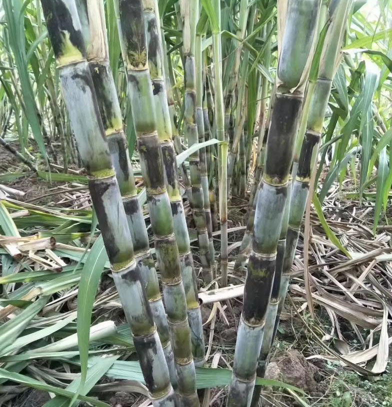 怀化溆浦甘蔗小图