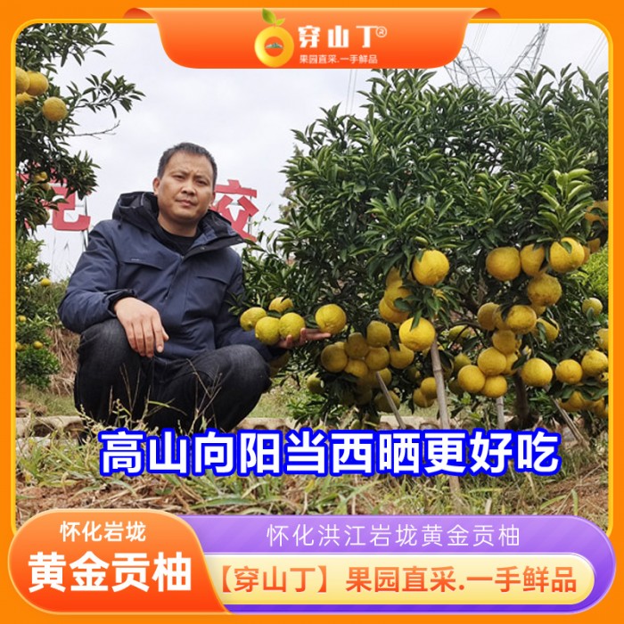 怀化洪江市岩垅乡黄金贡柚_象山青_黔城春香柚小柚子_易剥皮清甜