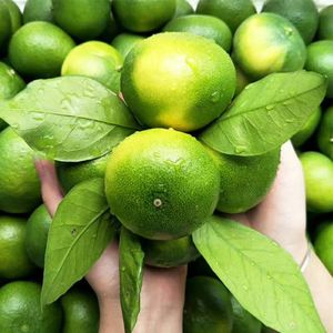 怀化芷江蜜桔新鲜采摘批发小图