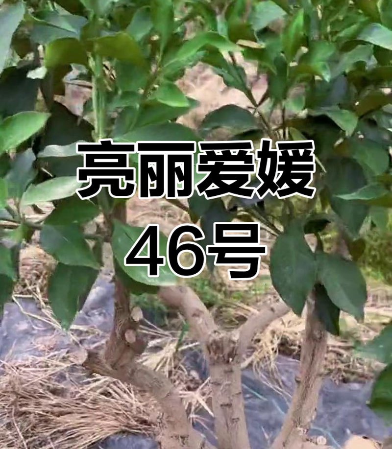 阿蜜达柑橘
