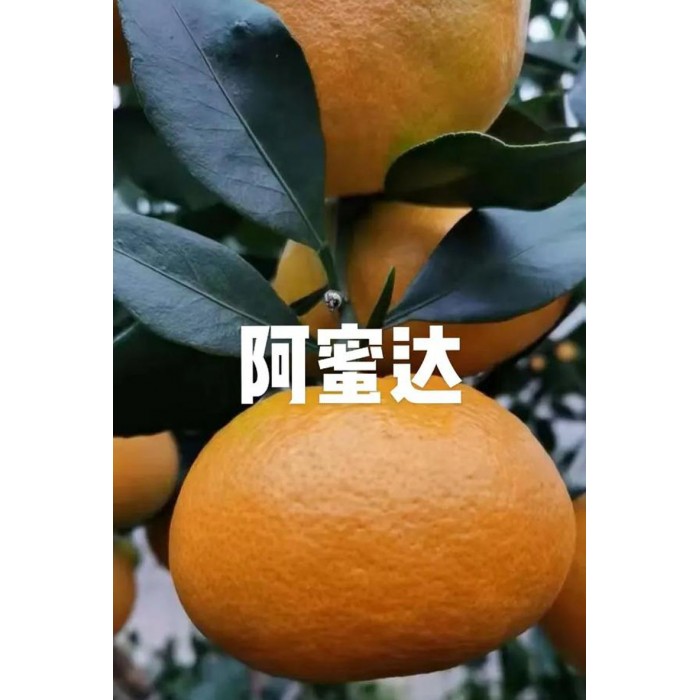 怀化芷江阿蜜达柑橘_正宗爱媛46号柑橘新品