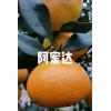 怀化芷江阿蜜达柑橘_正宗爱媛46号柑橘新品种
