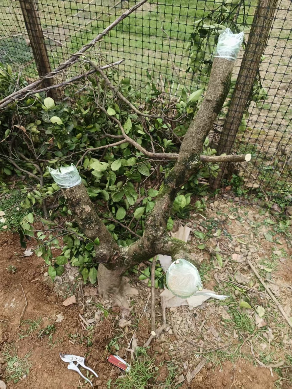 阿密达柑橘