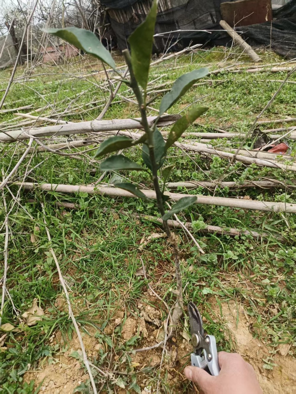 阿密达柑橘