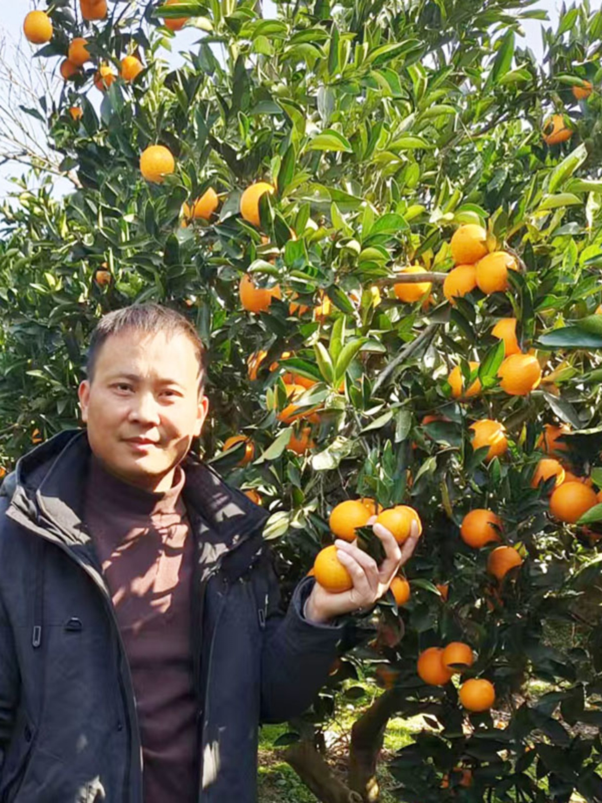 怀橘一号寇橙