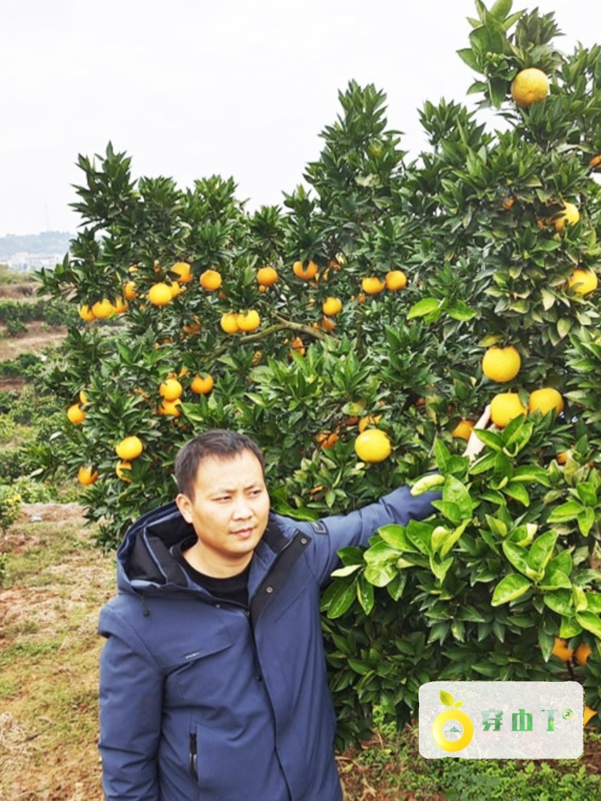 怀橘一号寇橙