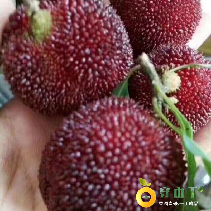 怀化靖州东魁杨梅小图