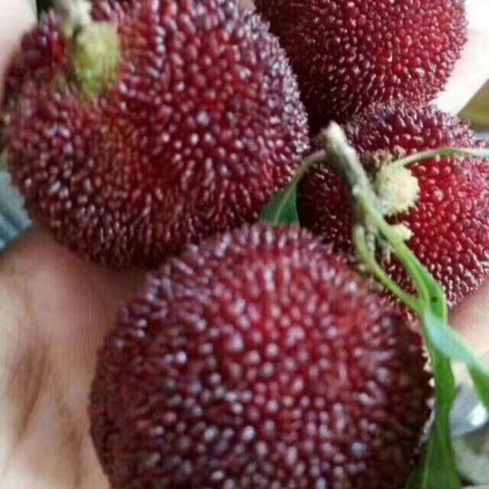 怀化靖州东魁杨梅