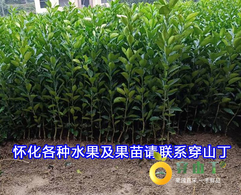 冰糖柚苗木1