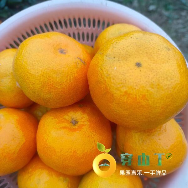 怀化宫川柑橘_早熟宫川蜜桔_芷江橘子新鲜采摘小图