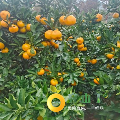 怀化宫川柑橘_早熟宫川蜜桔_芷江橘子新鲜采摘小图