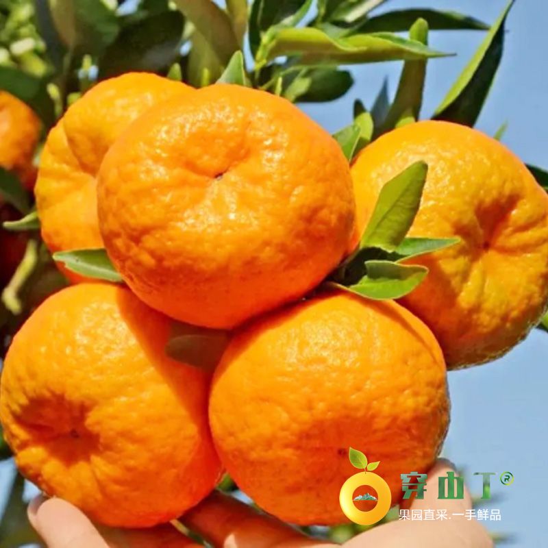 怀化麻阳椪柑_湘西芦柑_泸溪椪柑小图