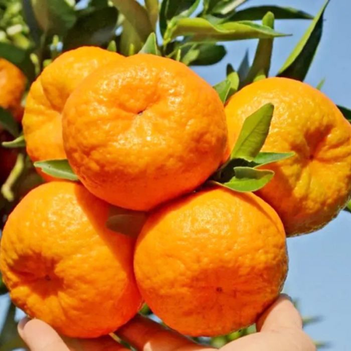 怀化麻阳椪柑_湘西芦柑_泸溪椪柑