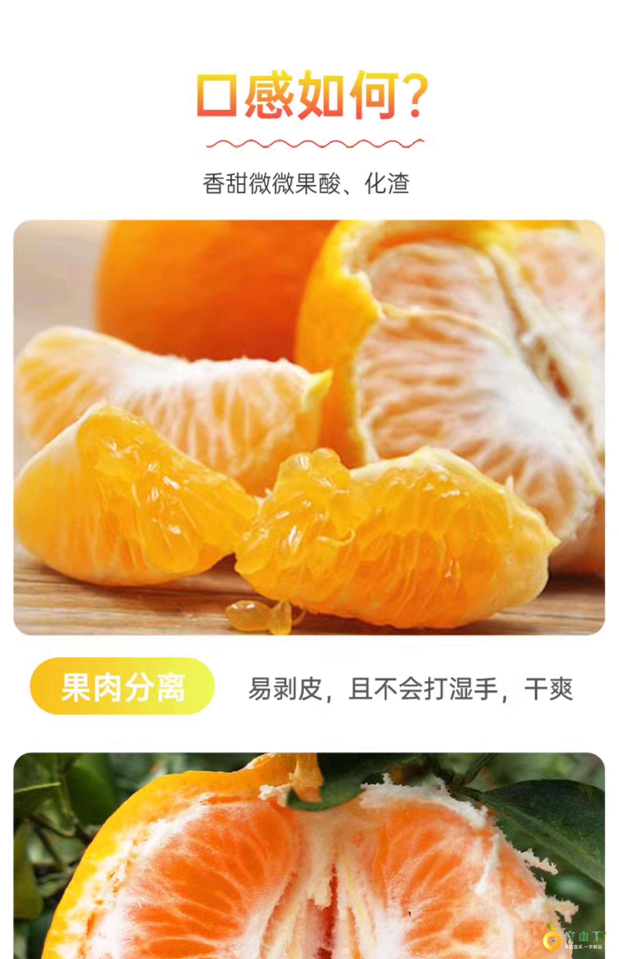 麻阳椪柑