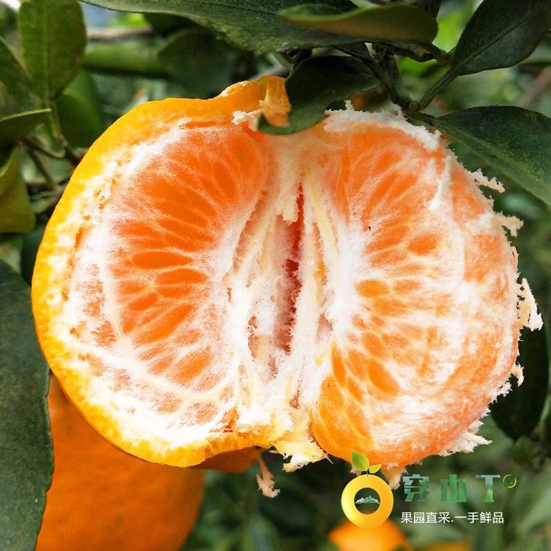 麻阳椪柑