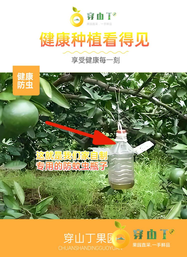 泸溪椪柑