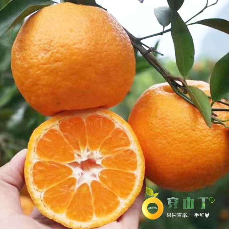 麻阳椪柑