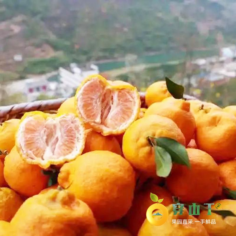 麻阳椪柑