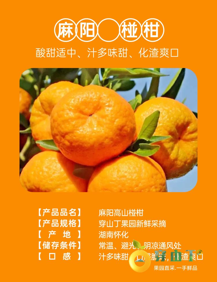 泸溪椪柑