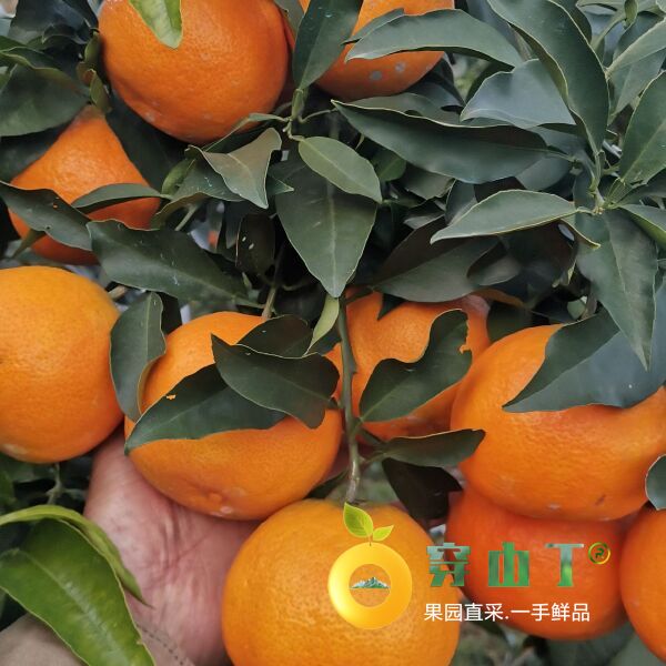 怀化果冻橙柑橘_爱媛38号苗木小图