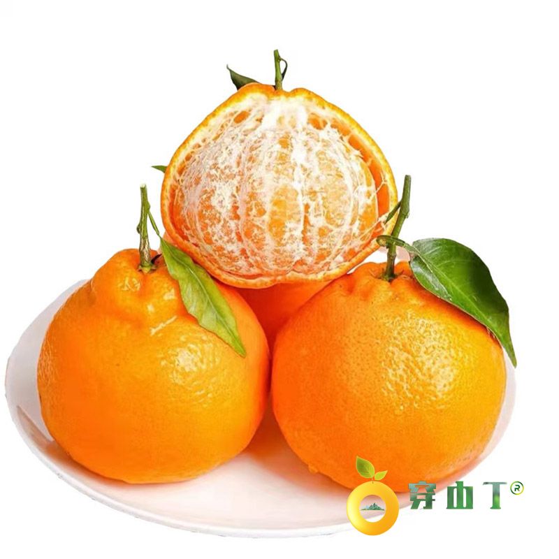 怀化耙耙柑_春见柑橘—洪江耙耙柑小图